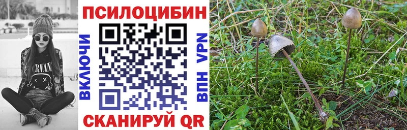 Псилоцибиновые грибы GOLDEN TEACHER  Купить где  Данилов 